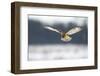 Short-Eared Owl (Asio Flammeus) in Flight, Hunting, Worlaby Carr, Lincolnshire, UK, December-Danny Green-Framed Photographic Print