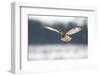 Short-Eared Owl (Asio Flammeus) in Flight, Hunting, Worlaby Carr, Lincolnshire, UK, December-Danny Green-Framed Photographic Print