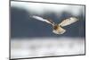 Short-Eared Owl (Asio Flammeus) in Flight, Hunting, Worlaby Carr, Lincolnshire, UK, December-Danny Green-Mounted Photographic Print