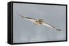Short-Eared Owl (Asio Flammeus) in Flight, Worlaby Carr, Lincolnshire, England, UK, December-Danny Green-Framed Stretched Canvas