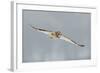 Short-Eared Owl (Asio Flammeus) in Flight, Worlaby Carr, Lincolnshire, England, UK, December-Danny Green-Framed Photographic Print