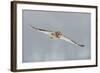 Short-Eared Owl (Asio Flammeus) in Flight, Worlaby Carr, Lincolnshire, England, UK, December-Danny Green-Framed Photographic Print