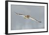 Short-Eared Owl (Asio Flammeus) in Flight, Worlaby Carr, Lincolnshire, England, UK, December-Danny Green-Framed Photographic Print