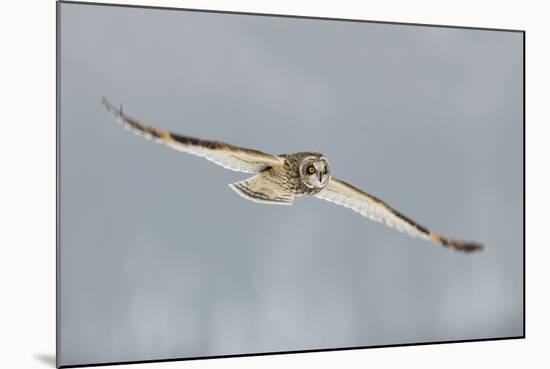 Short-Eared Owl (Asio Flammeus) in Flight, Worlaby Carr, Lincolnshire, England, UK, December-Danny Green-Mounted Photographic Print