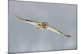 Short-Eared Owl (Asio Flammeus) in Flight, Worlaby Carr, Lincolnshire, England, UK, December-Danny Green-Mounted Photographic Print