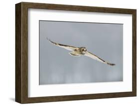 Short-Eared Owl (Asio Flammeus) in Flight, Worlaby Carr, Lincolnshire, England, UK, December-Danny Green-Framed Photographic Print