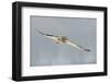 Short-Eared Owl (Asio Flammeus) in Flight, Worlaby Carr, Lincolnshire, England, UK, December-Danny Green-Framed Photographic Print