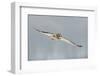 Short-Eared Owl (Asio Flammeus) in Flight, Worlaby Carr, Lincolnshire, England, UK, December-Danny Green-Framed Photographic Print