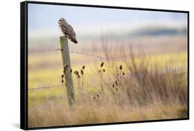 Short-eared-owl (Asio flammeus) looking for prey from fence post, Vendee, France-David Allemand-Framed Stretched Canvas