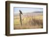 Short-eared-owl (Asio flammeus) looking for prey from fence post, Vendee, France-David Allemand-Framed Photographic Print
