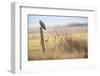 Short-eared-owl (Asio flammeus) looking for prey from fence post, Vendee, France-David Allemand-Framed Photographic Print