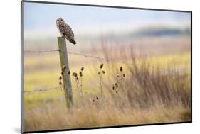 Short-eared-owl (Asio flammeus) looking for prey from fence post, Vendee, France-David Allemand-Mounted Photographic Print