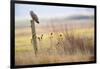 Short-eared-owl (Asio flammeus) looking for prey from fence post, Vendee, France-David Allemand-Framed Photographic Print