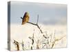 Short-Eared Owl (Asio Flammeus) Perched on a Branch, Worlaby Carr, Lincolnshire, England, UK-Danny Green-Stretched Canvas