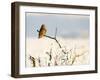 Short-Eared Owl (Asio Flammeus) Perched on a Branch, Worlaby Carr, Lincolnshire, England, UK-Danny Green-Framed Photographic Print