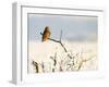 Short-Eared Owl (Asio Flammeus) Perched on a Branch, Worlaby Carr, Lincolnshire, England, UK-Danny Green-Framed Photographic Print