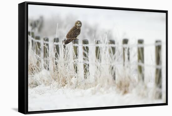 Short-Eared Owl (Asio Flammeus) Perched on a Fence Post, Worlaby Carr, Lincolnshire, England, UK-Danny Green-Framed Stretched Canvas