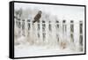 Short-Eared Owl (Asio Flammeus) Perched on a Fence Post, Worlaby Carr, Lincolnshire, England, UK-Danny Green-Framed Stretched Canvas