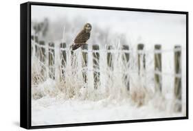 Short-Eared Owl (Asio Flammeus) Perched on a Fence Post, Worlaby Carr, Lincolnshire, England, UK-Danny Green-Framed Stretched Canvas