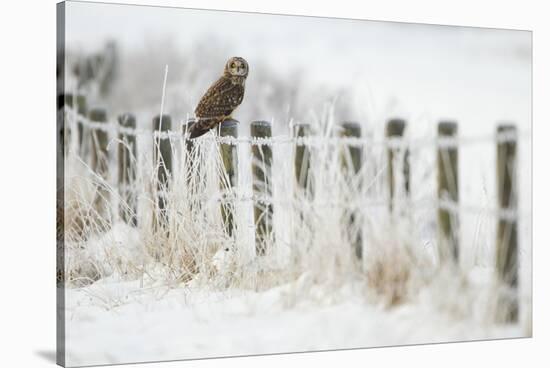 Short-Eared Owl (Asio Flammeus) Perched on a Fence Post, Worlaby Carr, Lincolnshire, England, UK-Danny Green-Stretched Canvas