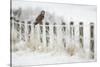 Short-Eared Owl (Asio Flammeus) Perched on a Fence Post, Worlaby Carr, Lincolnshire, England, UK-Danny Green-Stretched Canvas