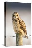 Short-Eared Owl (Asio Flammeus) Perched on a Fence Post, Worlaby Carr, Lincolnshire, England, UK-Danny Green-Stretched Canvas
