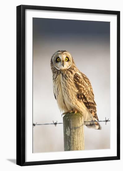 Short-Eared Owl (Asio Flammeus) Perched on a Fence Post, Worlaby Carr, Lincolnshire, England, UK-Danny Green-Framed Premium Photographic Print