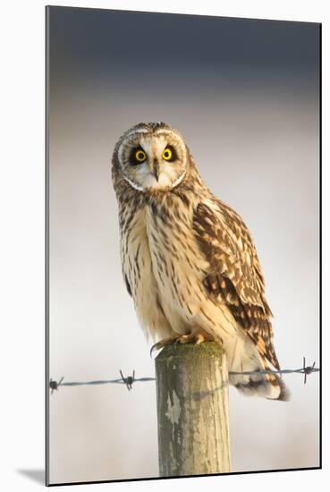 Short-Eared Owl (Asio Flammeus) Perched on a Fence Post, Worlaby Carr, Lincolnshire, England, UK-Danny Green-Mounted Premium Photographic Print