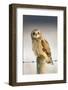 Short-Eared Owl (Asio Flammeus) Perched on a Fence Post, Worlaby Carr, Lincolnshire, England, UK-Danny Green-Framed Photographic Print