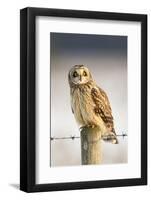 Short-Eared Owl (Asio Flammeus) Perched on a Fence Post, Worlaby Carr, Lincolnshire, England, UK-Danny Green-Framed Photographic Print