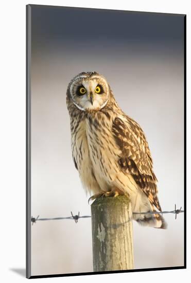 Short-Eared Owl (Asio Flammeus) Perched on a Fence Post, Worlaby Carr, Lincolnshire, England, UK-Danny Green-Mounted Photographic Print