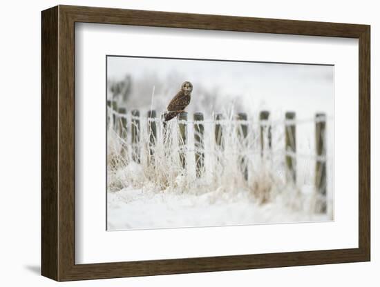 Short-Eared Owl (Asio Flammeus) Perched on a Fence Post, Worlaby Carr, Lincolnshire, England, UK-Danny Green-Framed Photographic Print