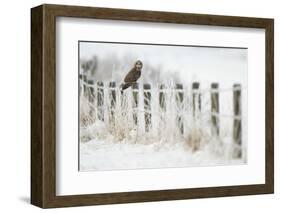 Short-Eared Owl (Asio Flammeus) Perched on a Fence Post, Worlaby Carr, Lincolnshire, England, UK-Danny Green-Framed Photographic Print