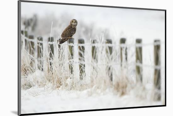 Short-Eared Owl (Asio Flammeus) Perched on a Fence Post, Worlaby Carr, Lincolnshire, England, UK-Danny Green-Mounted Photographic Print