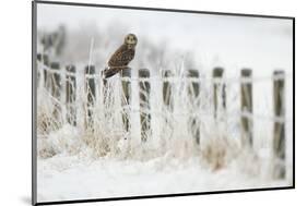 Short-Eared Owl (Asio Flammeus) Perched on a Fence Post, Worlaby Carr, Lincolnshire, England, UK-Danny Green-Mounted Photographic Print