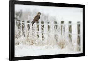 Short-Eared Owl (Asio Flammeus) Perched on a Fence Post, Worlaby Carr, Lincolnshire, England, UK-Danny Green-Framed Photographic Print