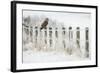 Short-Eared Owl (Asio Flammeus) Perched on a Fence Post, Worlaby Carr, Lincolnshire, England, UK-Danny Green-Framed Photographic Print