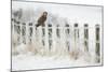 Short-Eared Owl (Asio Flammeus) Perched on a Fence Post, Worlaby Carr, Lincolnshire, England, UK-Danny Green-Mounted Photographic Print