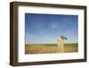 Short-Eared Owl (Asio Flammeus) Perched on Post, Wallasea Island Wild Coast Project, Essex, UK-Terry Whittaker-Framed Photographic Print