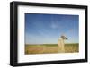 Short-Eared Owl (Asio Flammeus) Perched on Post, Wallasea Island Wild Coast Project, Essex, UK-Terry Whittaker-Framed Photographic Print