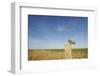 Short-Eared Owl (Asio Flammeus) Perched on Post, Wallasea Island Wild Coast Project, Essex, UK-Terry Whittaker-Framed Photographic Print