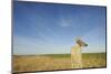 Short-Eared Owl (Asio Flammeus) Perched on Post, Wallasea Island Wild Coast Project, Essex, UK-Terry Whittaker-Mounted Photographic Print