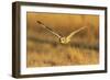 Short-eared owl flying, Prairie Ridge State Natural Area, Marion County, Illinois.-Richard & Susan Day-Framed Photographic Print