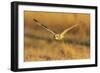 Short-eared owl flying, Prairie Ridge State Natural Area, Marion County, Illinois.-Richard & Susan Day-Framed Photographic Print