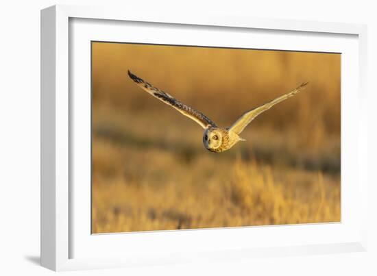 Short-eared owl flying, Prairie Ridge State Natural Area, Marion County, Illinois.-Richard & Susan Day-Framed Photographic Print