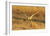 Short-eared owl flying, Prairie Ridge State Natural Area, Marion County, Illinois.-Richard & Susan Day-Framed Photographic Print