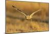 Short-eared owl flying, Prairie Ridge State Natural Area, Marion County, Illinois.-Richard & Susan Day-Mounted Photographic Print