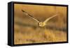 Short-eared owl flying, Prairie Ridge State Natural Area, Marion County, Illinois.-Richard & Susan Day-Framed Stretched Canvas