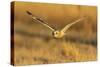 Short-eared owl flying, Prairie Ridge State Natural Area, Marion County, Illinois.-Richard & Susan Day-Stretched Canvas