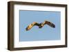 Short-eared owl flying, Prairie Ridge State Natural Area, Marion County, Illinois.-Richard & Susan Day-Framed Photographic Print